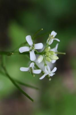 Alliaria petiolata (Garlic-mustard), flower, throat