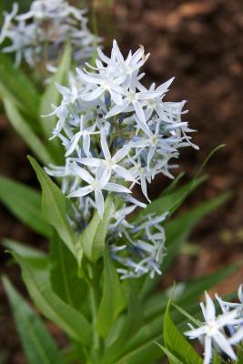 Amsonia illustris (Ozark Blue Star), inflorescence
