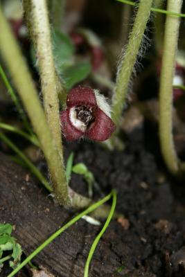 Asarum canadense (Wild-ginger), flower, throat