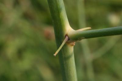 Asparagus officinalis (Asparagus), bark, stem