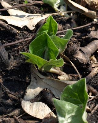 Asarum canadense (Wild-ginger), leaf, spring
