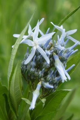 Amsonia tabernaemontana (Eastern Blue Star), flower, full, bud, flower