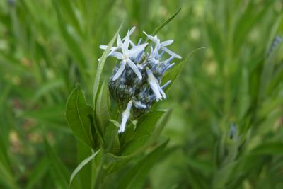 Amsonia tabernaemontana (Eastern Blue Star), inflorescence