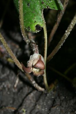 Asarum canadense (Wild-ginger), flower, full