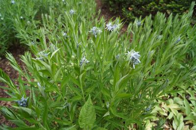 Amsonia tabernaemontana (Eastern Blue Star), habit, spring