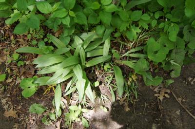 Allium burdickii (Onion), habit, spring