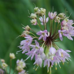 Allium cernuum (Nodding Wild Onion), flower, full