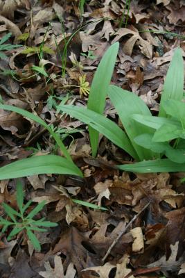 Allium burdickii (Onion), habit, spring