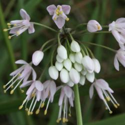 Allium cernuum (Nodding Wild Onion), flower, throat