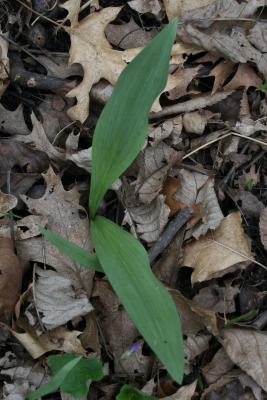 Allium burdickii (Onion), leaf, spring