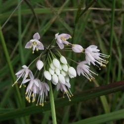 Allium cernuum (Nodding Wild Onion), bud, flower