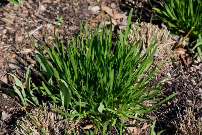 Allium lusitanicum 'Balloon Bouquet' (Balloon Bouquet Mountain Garlic), habit, spring