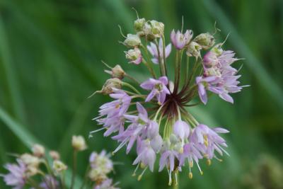 Allium cernuum (Nodding Wild Onion), flower, full