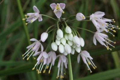 Allium cernuum (Nodding Wild Onion), flower, throat