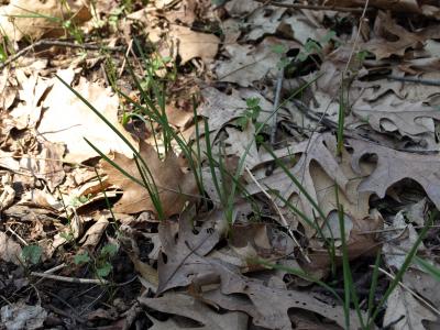 Allium canadense (Onion), habit, spring