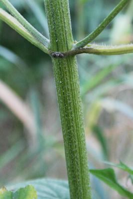 Ambrosia trifida (Giant Ragweed), bark, stem