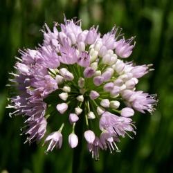 Allium lusitanicum 'Summer Beauty' (Balloon Bouquet Mountain Garlic), inflorescence