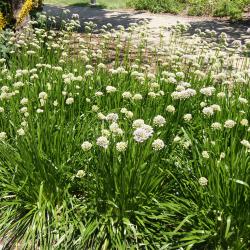 Allium lusitanicum 'Summer Beauty' (Balloon Bouquet Mountain Garlic), habit, summer