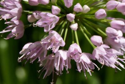 Allium lusitanicum 'Summer Beauty' (Balloon Bouquet Mountain Garlic), flower, full