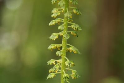 Ambrosia trifida (Giant Ragweed), flower, full