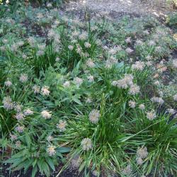 Allium lusitanicum 'Summer Beauty' (Balloon Bouquet Mountain Garlic), habit, fall