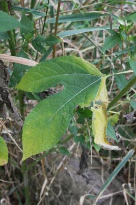 Ambrosia trifida (Giant Ragweed), leaf, fall