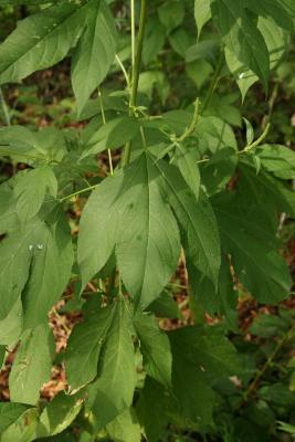 Ambrosia trifida (Giant Ragweed), leaf, summer, leaf, upper surface
