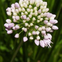 Allium lusitanicum 'Summer Beauty' (Balloon Bouquet Mountain Garlic), bud, flower