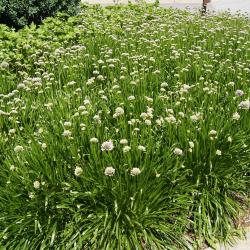 Allium lusitanicum 'Summer Beauty' (Balloon Bouquet Mountain Garlic), habit, summer