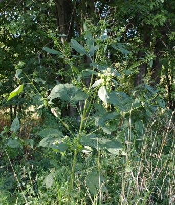 Ambrosia trifida (Giant Ragweed), habit, fall