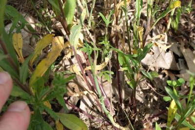 Ambrosia artemisiifolia (Common Ragweed), habit, spring, seedling