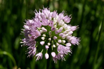 Allium lusitanicum 'Summer Beauty' (Balloon Bouquet Mountain Garlic), inflorescence