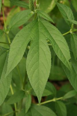 Ambrosia trifida (Giant Ragweed), leaf, upper surface