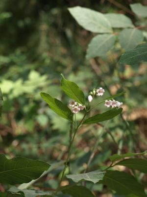 Apocynum androsaemifolium (Spreading Dogbane), inflorescence