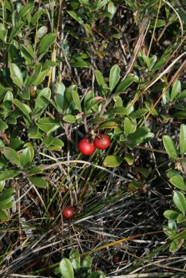 Arctostaphylos uva-ursi (Bearberry), leaf, summer, fruit, mature