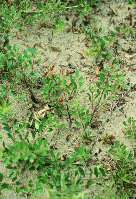 Arctostaphylos uva-ursi (bearberry), habitat, habit, fall, fruit, mature