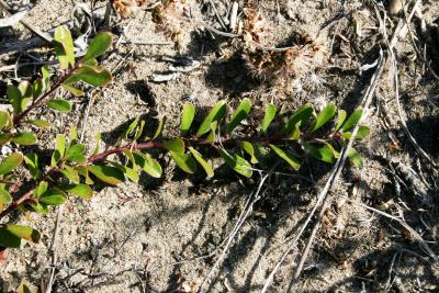 Arctostaphylos uva-ursi (Bearberry), leaf, fall