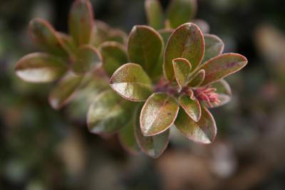 Arctostaphylos uva-ursi (Bearberry), leaf, winter
