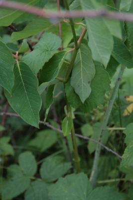 Apocynum androsaemifolium (Spreading Dogbane), bark, stem