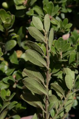 Arctostaphylos uva-ursi (Bearberry), leaf, lower surface