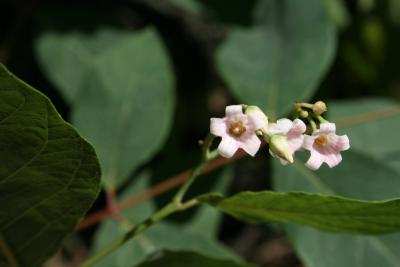 Apocynum androsaemifolium (Spreading Dogbane), flower, throat