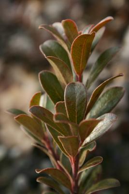 Arctostaphylos uva-ursi (Bearberry), leaf, winter