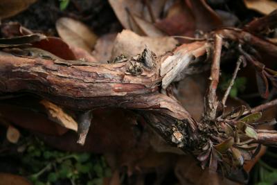 Arctostaphylos uva-ursi (Bearberry), bark, mature