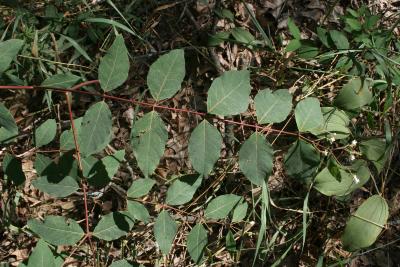 Apocynum androsaemifolium (Spreading Dogbane), leaf, summer