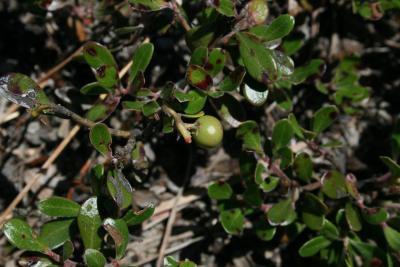 Arctostaphylos uva-ursi (Bearberry), fruit, immature
