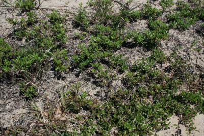 Arctostaphylos uva-ursi (Bearberry), habit, summer