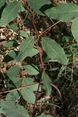 Apocynum androsaemifolium (Spreading Dogbane), bark, stem