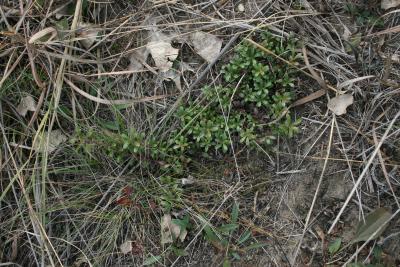 Arctostaphylos uva-ursi (Bearberry), habit, fall