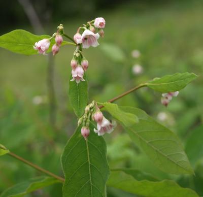 Apocynum androsaemifolium (Spreading Dogbane), inflorescence, flower, full, bud, flower