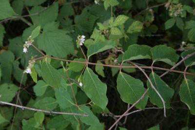 Apocynum androsaemifolium (Spreading Dogbane), leaf, summer